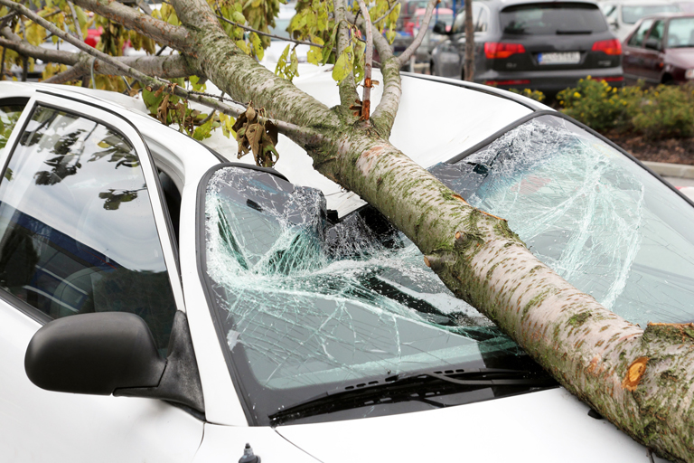 wilhite-body-tree-fallen-on-white-car-windshield